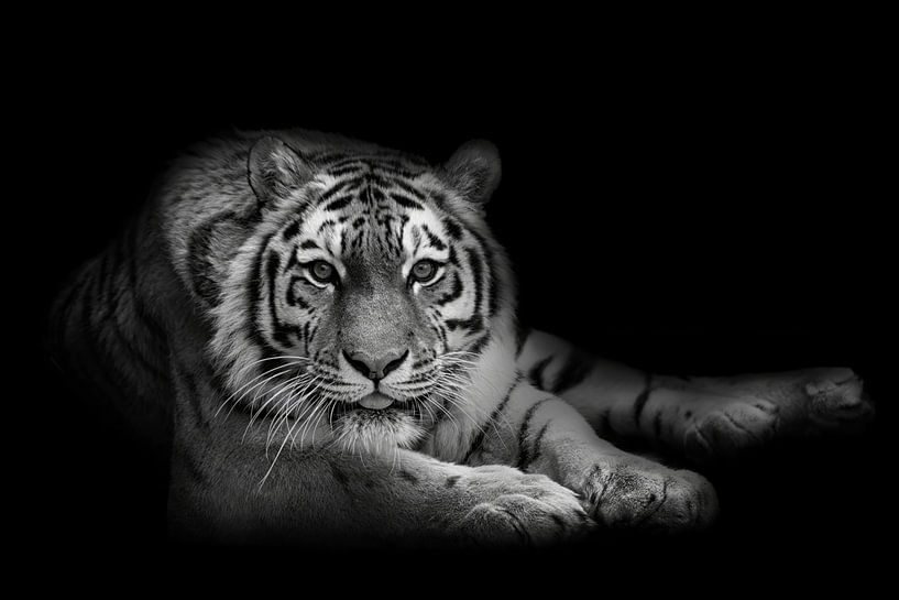Je te vois ! (Tigre de Sibérie) par Anja Wessels Fotografie