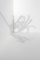 Schaduw van een koekoeksbloem