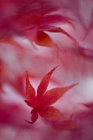 feuille d'automne rouge