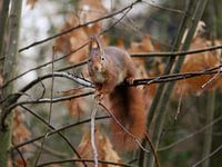 Squirrel in autumn