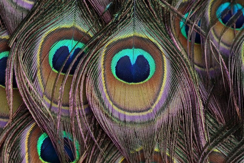 Federn eines grünen Pfaus von Ronald Pol