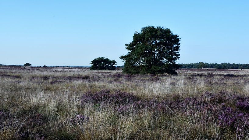 Herbe, bruyère pourpre et 2 pins sylvestres par Gerard de Zwaan
