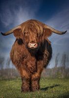 Beautiful Scottish Highlander
