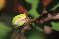 Grüner Baumfrosch in vollem Licht