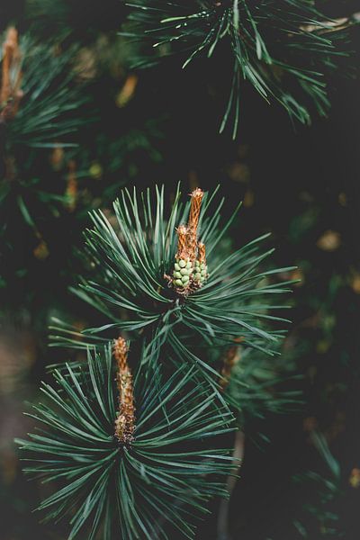 Nahaufnahme einer Kiefer von Milou Emmerik