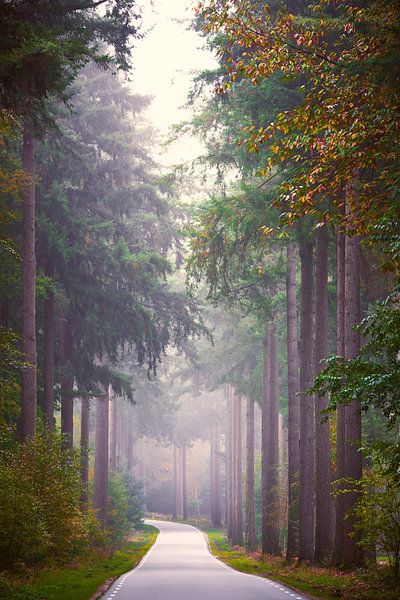 Road through the Veluwe forests by Jenco van Zalk