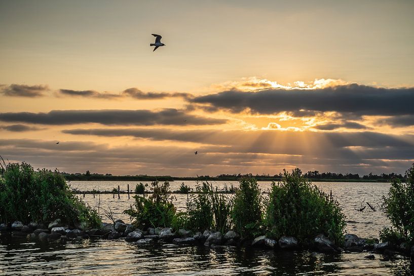 L'oiseau vole contre les rayons du soleil par Tina Linssen