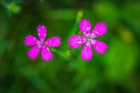 Vechtanjer-blum nach dem Regen
