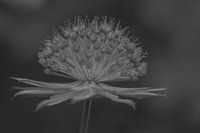 Vintage star umbel in black/white