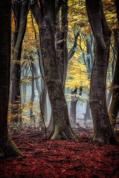 Forest lantern by Lars van de Goor