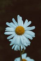 The White Daisy