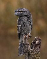 Eule Nachtschwalbe auf der Suche