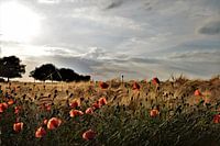 Klaprozen onder een blauwe hemel