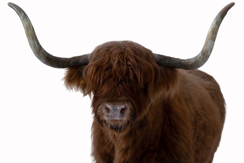 Portrait Scottish Highlander with white background by By Marjolein Design