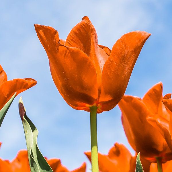 Orange above (Happy King's Day) by Fotografie Jeronimo