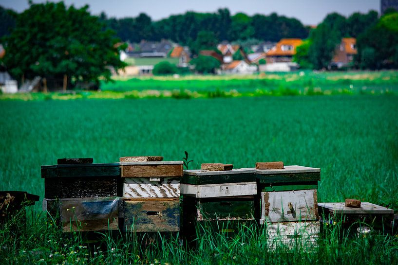Bijenkasten von Michael van Eijk