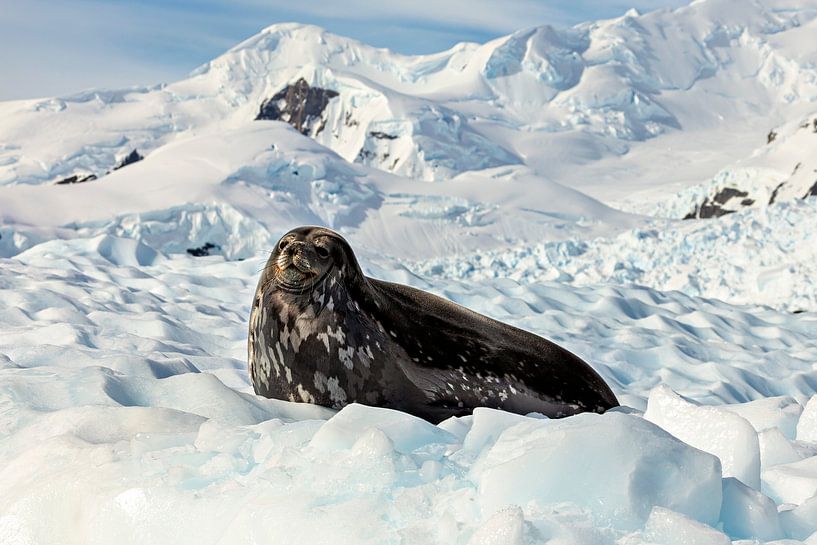 Seal on the ice by Roland Brack