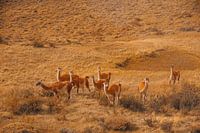 Guanaco Patagonia