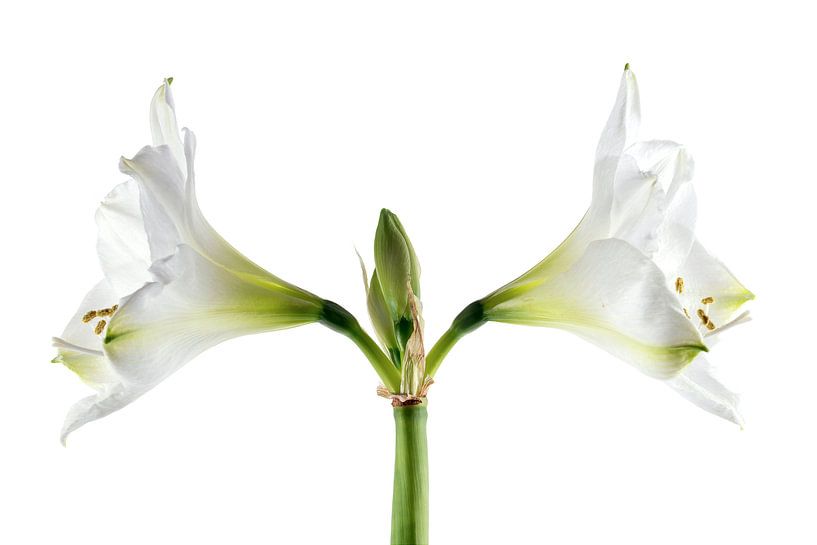 Doppelte weiße Amaryllisblüte (Hippeastrum), symmetrische Nahaufnahme der beiden Blüten und Staubgef von Maren Winter