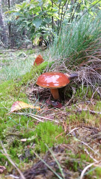 Paddestoel von Anton Hopmans