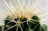 Kakteengewächse - Kakteen