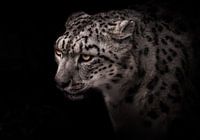 Porträt eines Schneeleoparden mit deutlichem Blick auf schwarzem Hintergrund, aschgraue Großkatze