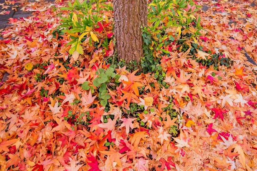 Leaf carpet by Gerhard Nel