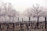 Winter vineyard with ravens in contrast