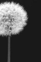 Schwarz-weiße Nahaufnahme eines Löwenzahns