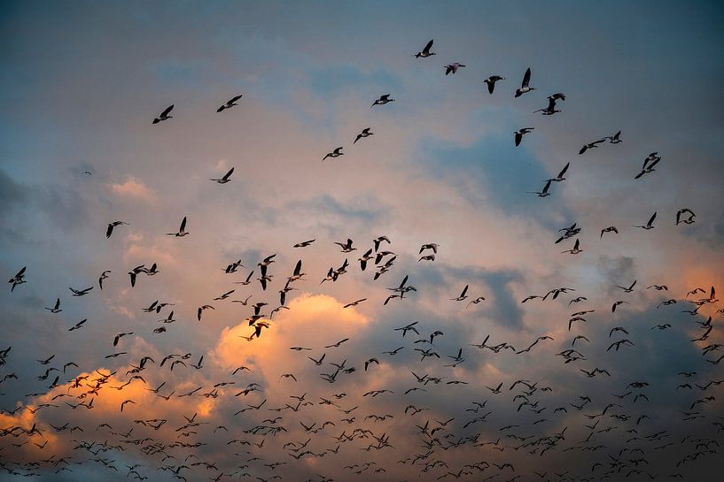 Gänse von Hanneke Luit