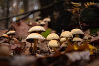 Automne aux Pays-Bas | Champignons