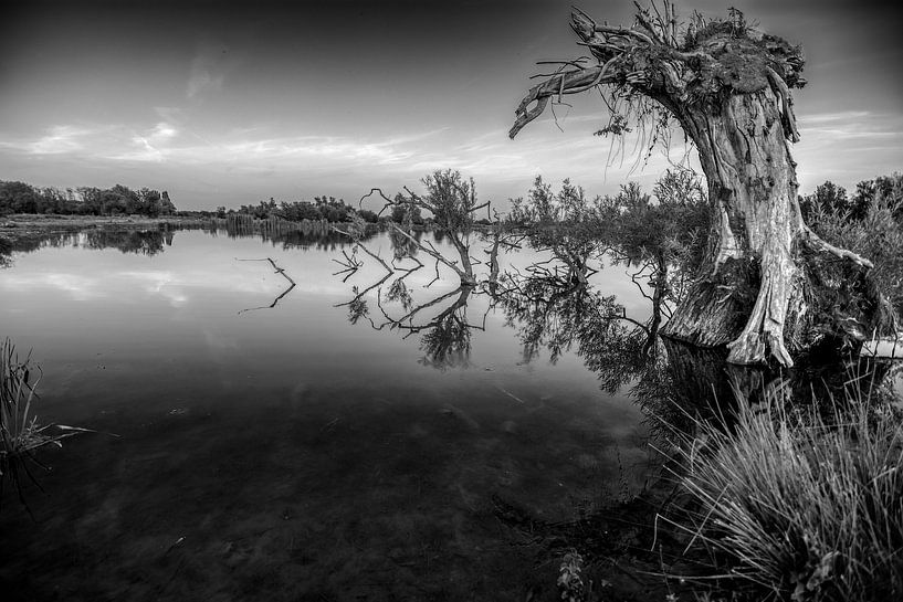 the old tree by Verliefd op Utrecht