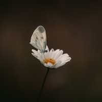 Licht in der Dunkelheit