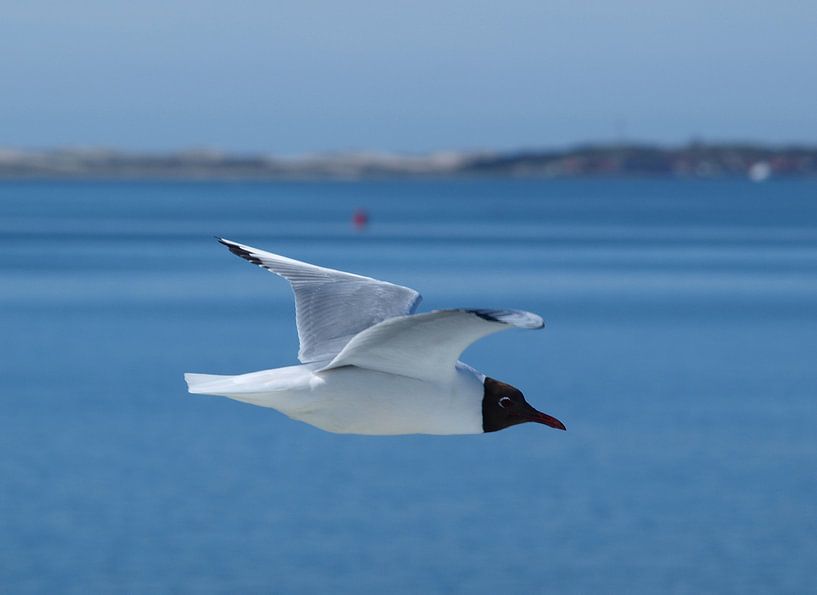 Meeuw  by Rinke Velds