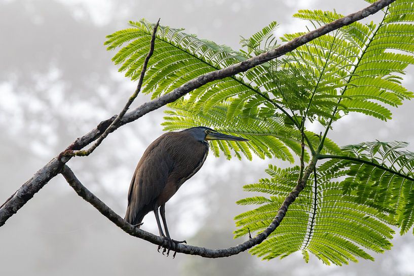 Héron tigre par Merijn Loch