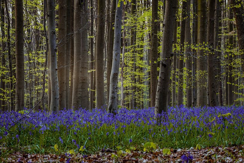 The enchanting Hallerbos forest in Flanders, Belgium, featuring by Thilo Wagner