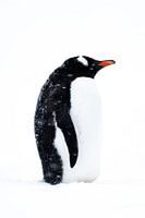 Le manchot de Gentoo a froid, Antartica