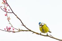 Blaumeise auf Ast mit Blüte