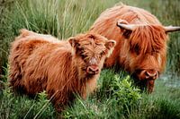 Kalb des schottischen Hochlandbewohners