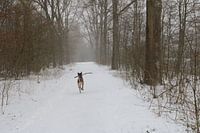 Un chien dans la neige