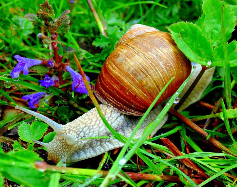 Wijngaard slak van Koos Iperen