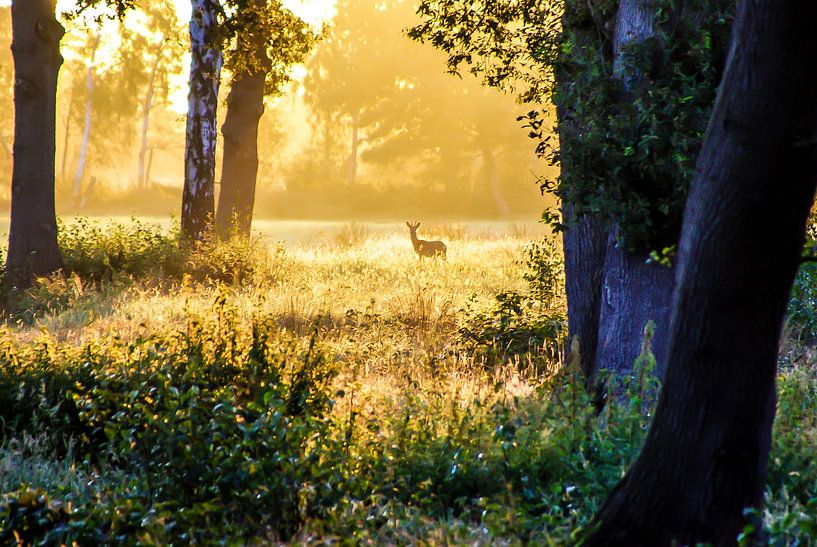 un cerf timide par Norbert Sülzner