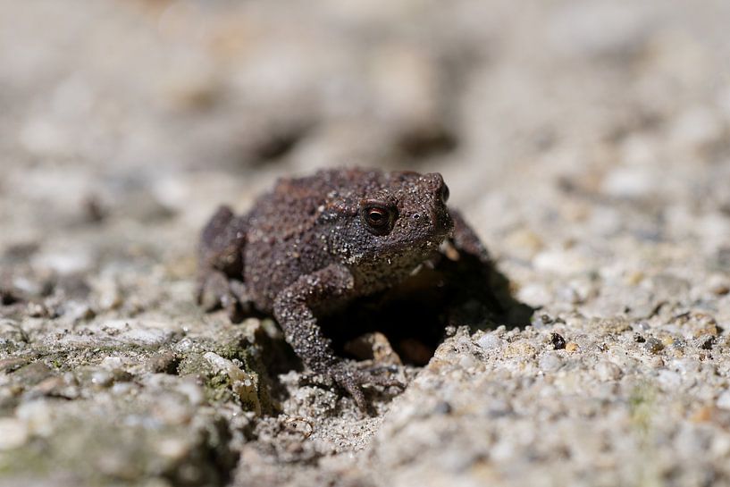 un chemin sur le chemin par Stobbe; stiltegrafie