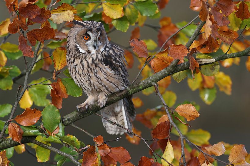 Waldohreule (Asio otus) von Ronald Pol