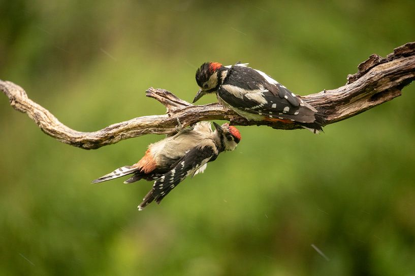 Buntspecht wird gefüttert von Tanja van Beuningen