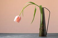 Nature morte - tulipe dans un vase