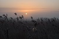 Nebliger Wintersonnenaufgang im Schilf