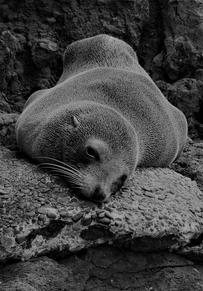 Rustende zeehond in Akaroa te Nieuw-Zeeland von J V