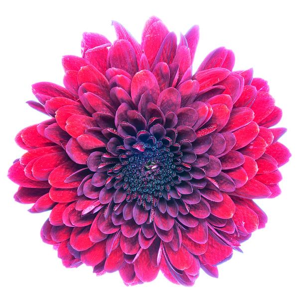 Chrysanthème sur fond blanc par Carola Schellekens