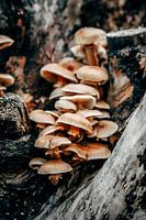 Gruppe von Schwämmen 3/6